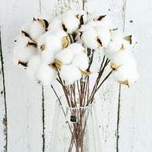 Load image into Gallery viewer, Naturally Dried Cotton Flowers