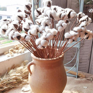 Naturally Dried Cotton Flowers
